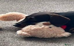 Miniature Dachshund dogs for stud: Mini wired hair Dachshunds - Image 4