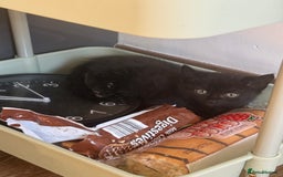 Mixed Breed cats for sale: Cat for sale  - Image 6