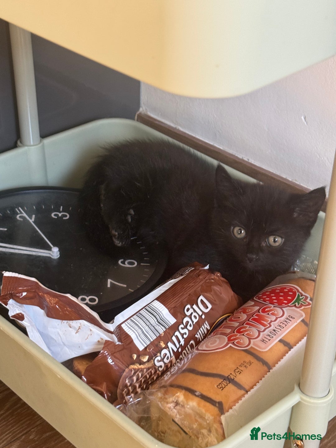 Mixed Breed cats for sale: Cat for sale  - Image 6