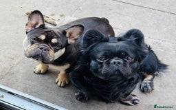 French Bulldog dogs for sale: French bulldog puppys - Image 5