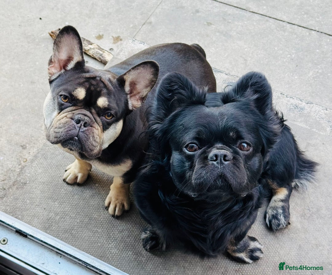 French Bulldog dogs for sale: French bulldog puppys - Image 5