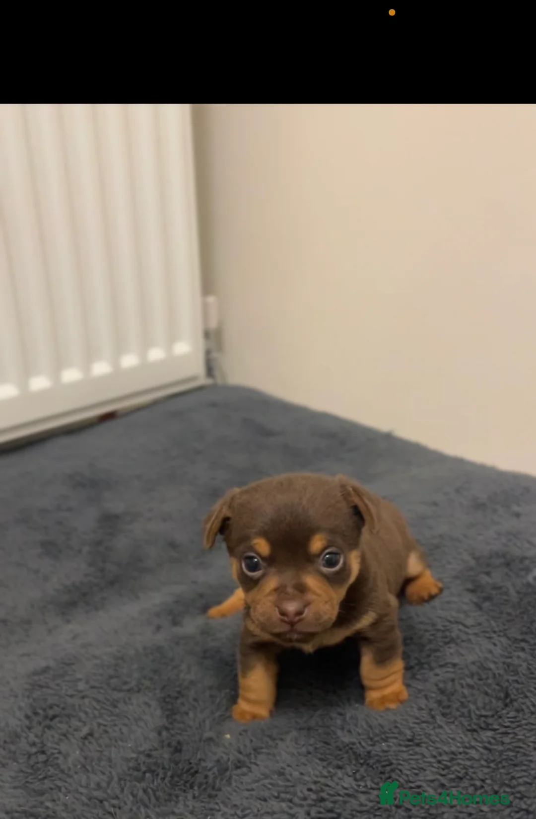 Jack Russell dogs for sale: Stunning Lilac Merle/chocolate jack Russel puppies - Advert 10