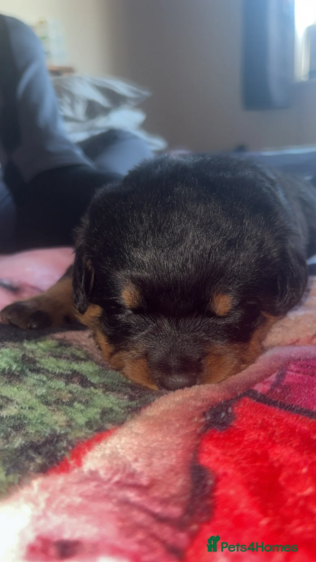 Rottweiler dogs for sale: 3 chunky KC registered girls for sale - Advert 8