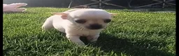 Chihuahua dogs for sale: Miniature  **  Chihuahua (Applehead) in Whitley Bay - Advert 16