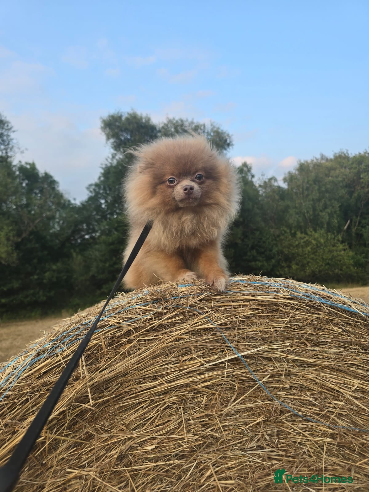 Pomeranian dogs Lilac with tan points female puppy  - Advert 13
