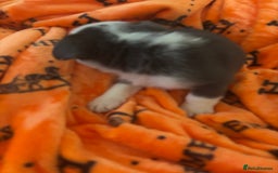 French Bulldog dogs for sale:  French bulldogs  - Advert 15