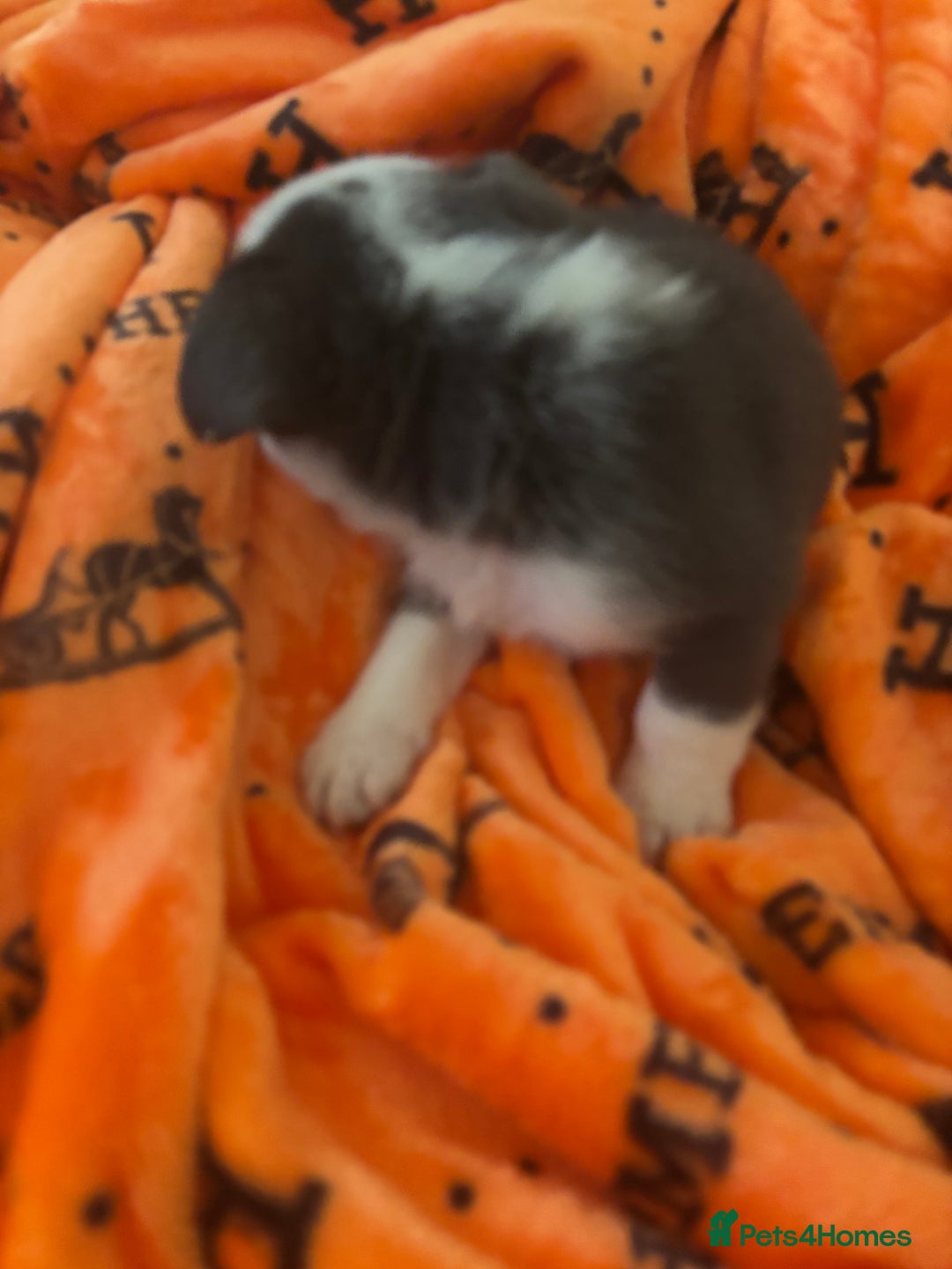 French Bulldog dogs for sale:  French bulldogs  - Advert 15