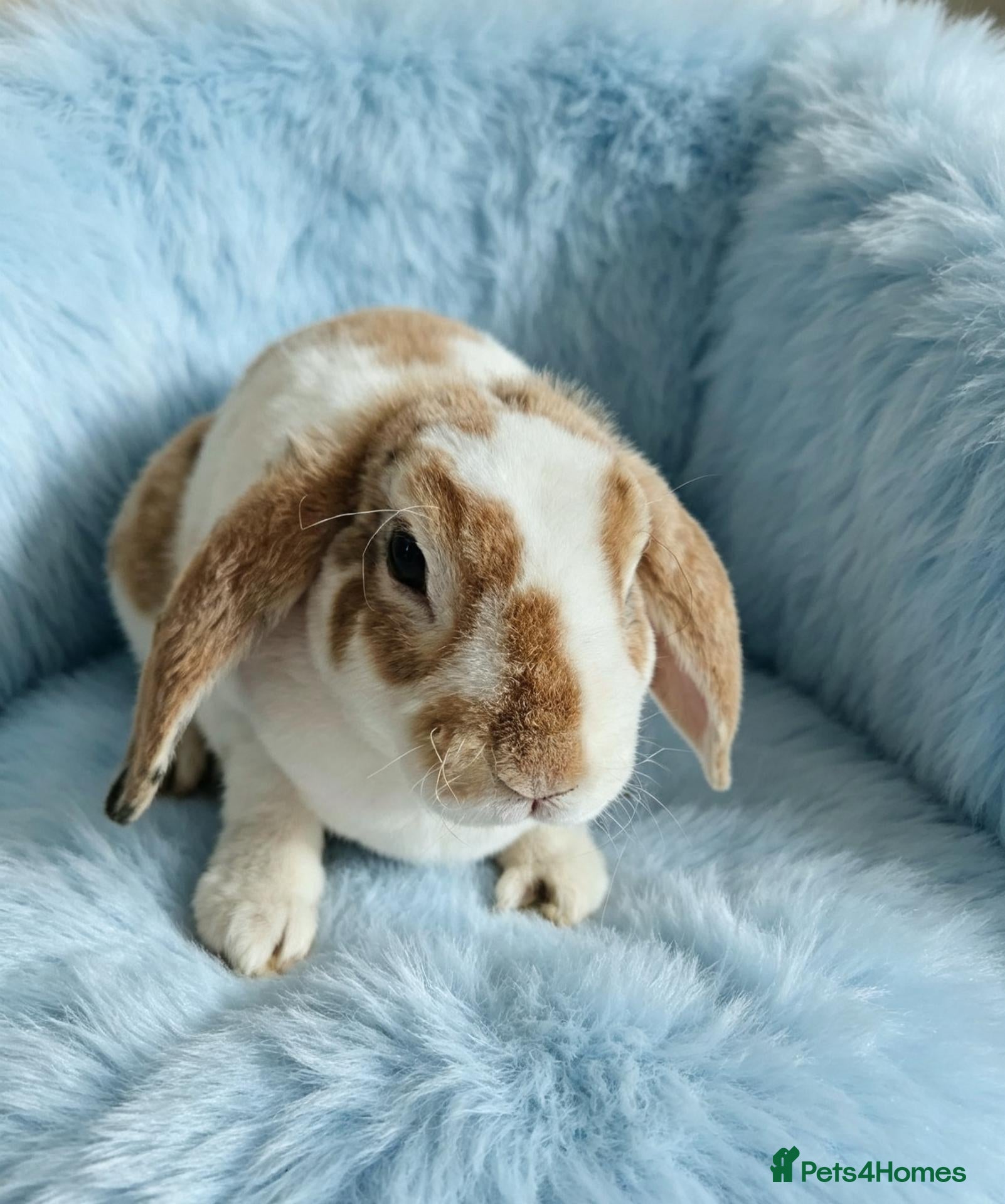 Mini Lop rabbits Mini plush lop - Advert 16