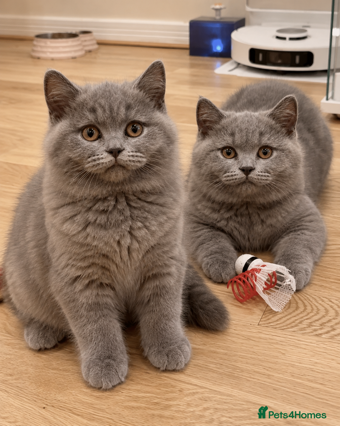 British Shorthair cats READY TO LEAVE⭐️♥️NW LONDON ♥️⭐️ - Advert 1