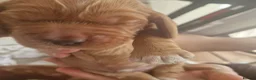 Cocker Spaniel dogs for sale: Stunning Show type cocker spaniels - Advert 6