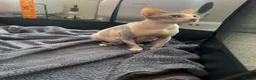 Sphynx cats for sale: TICA Registered Sphynx Girl Only-Cat Home Required - Advert 3