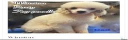 Maltipoo dogs for sale: Beautiful Rare Colour Sable Maltipoo Puppies - Advert 9