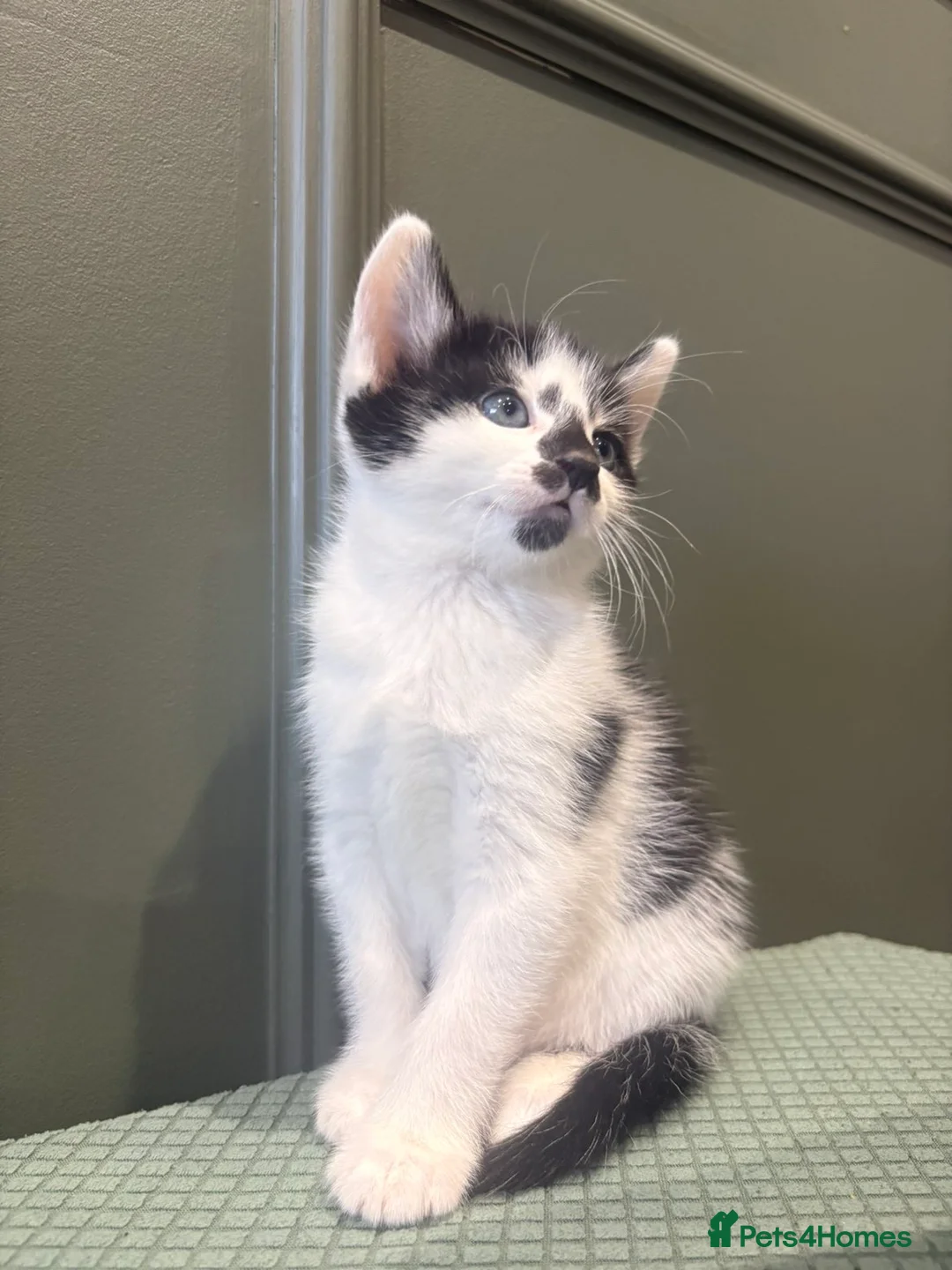 Mixed Breed cats for sale: Male kitten in Maldon - Advert 2