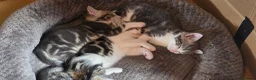 Mixed Breed cats for sale: Kittens ready for their forever home  - Advert 11