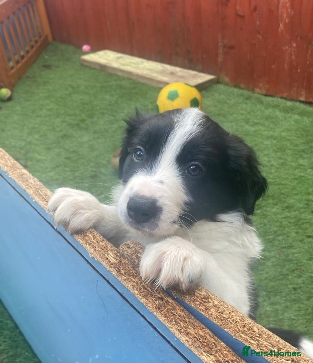 Border Collie dogs for sale: Border collie  - Image 3