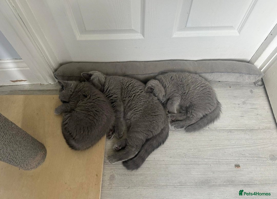 British Shorthair cats for sale: British shorthair kittens  - Image 3