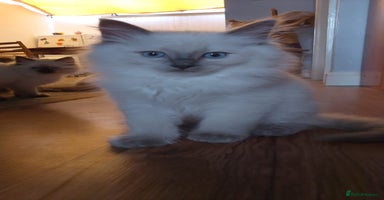 Ragdoll cats - Advert 4