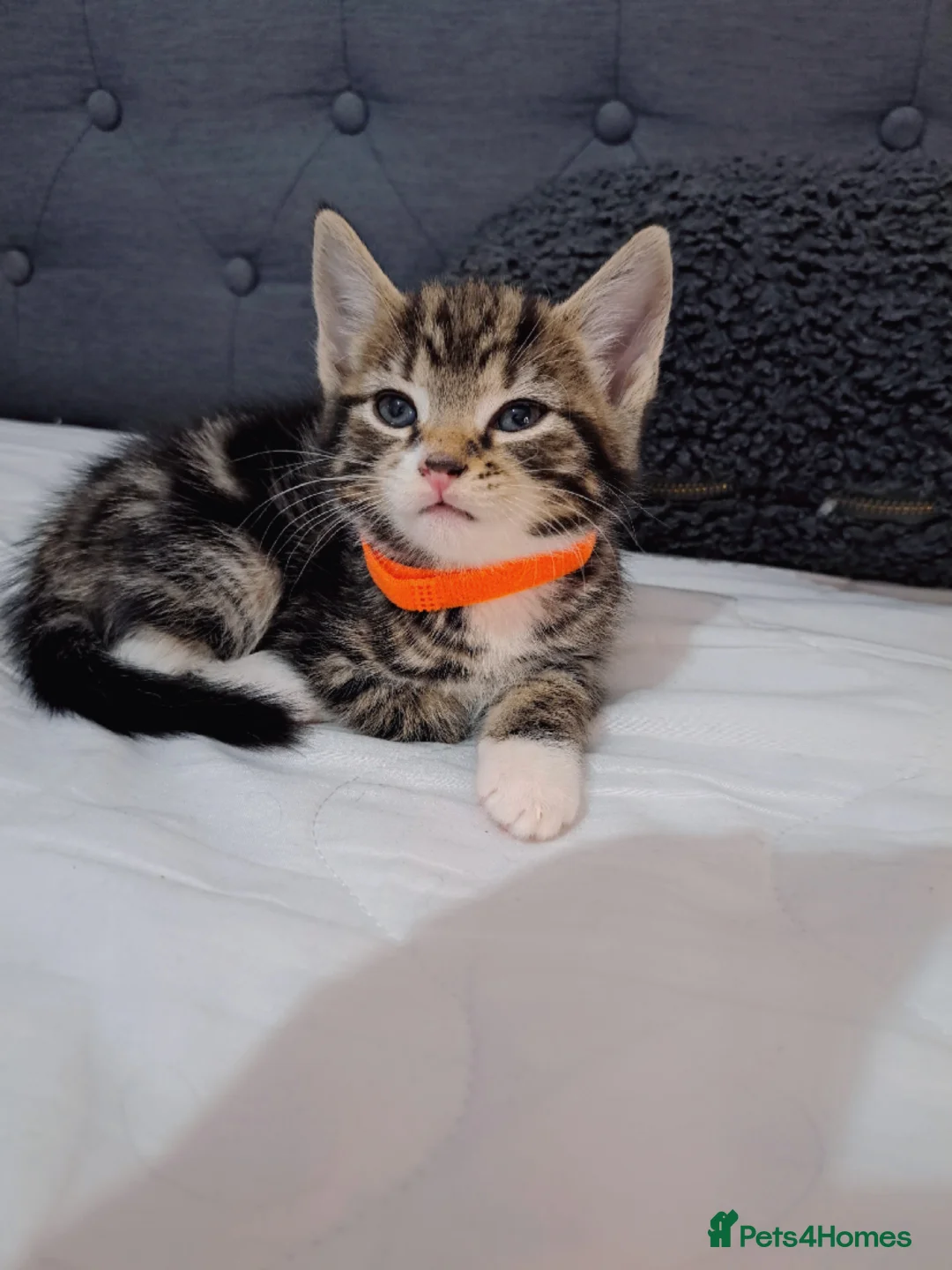 Mixed Breed cats for sale: Kittens  - Advert 6