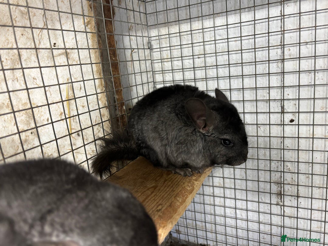 Chinchilla rodents for sale: Male and female chinchillas. - Image 6