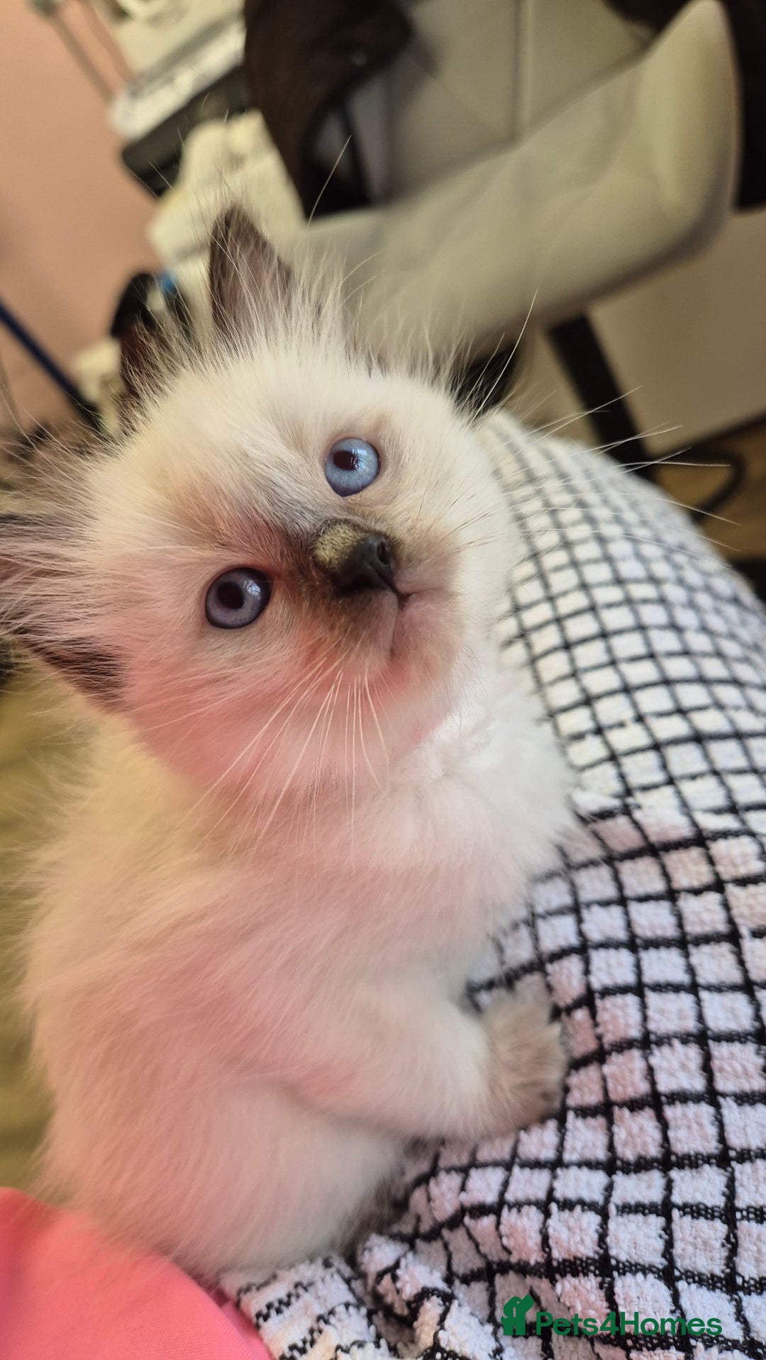 Ragdoll cats for sale: Beautiful Ragdolls Parents health tested 💖 - Image 19