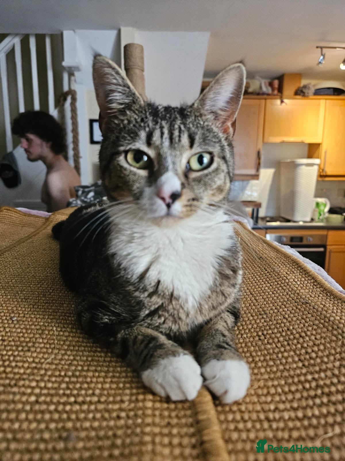 Mixed Breed cats Young female tabby rescue cat - Sheiley - Advert 14