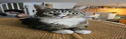 Mixed Breed cats for adoption: Young female tabby rescue cat - Sheiley - Advert 1