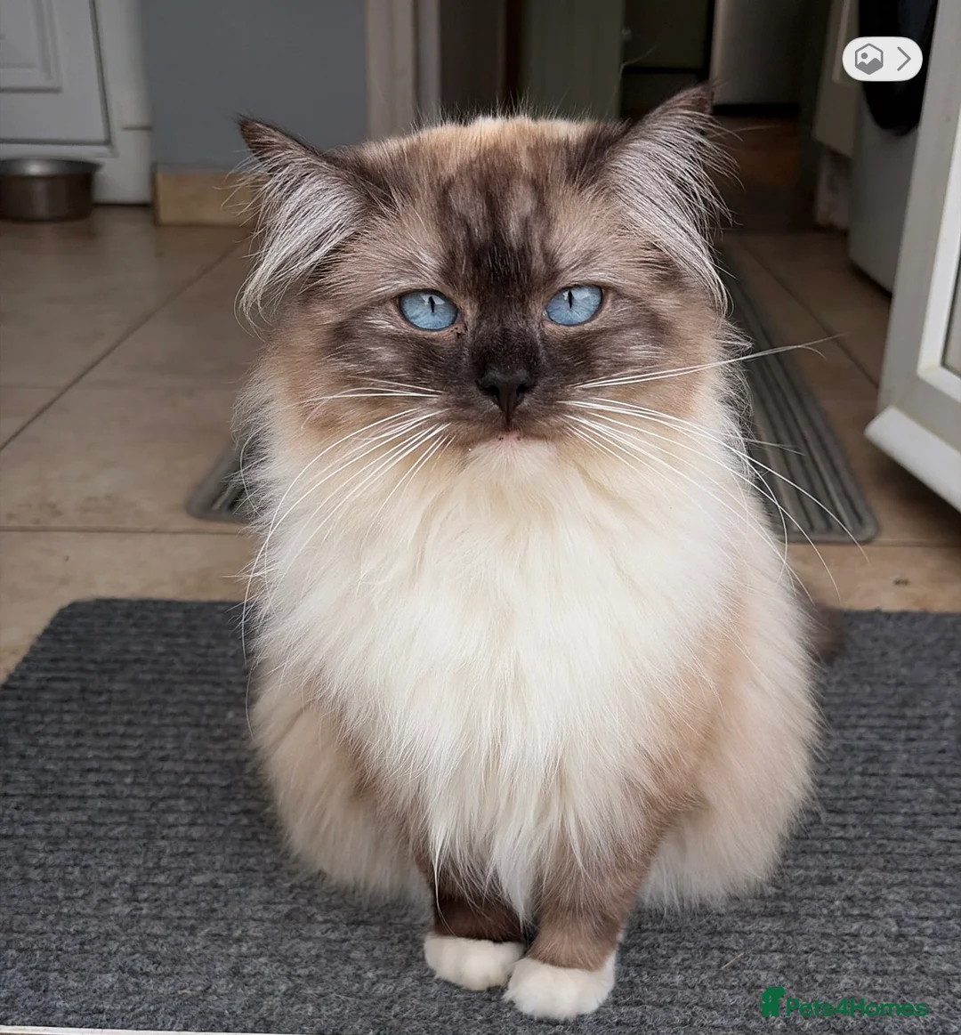 Ragcoon cats for sale: Stunning coloured Ragcoon litter  - Advert 2