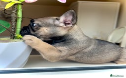 French Bulldog dogs for sale: REDUCED Frenchie pup's Home Raised with Love 💘 - Image 3