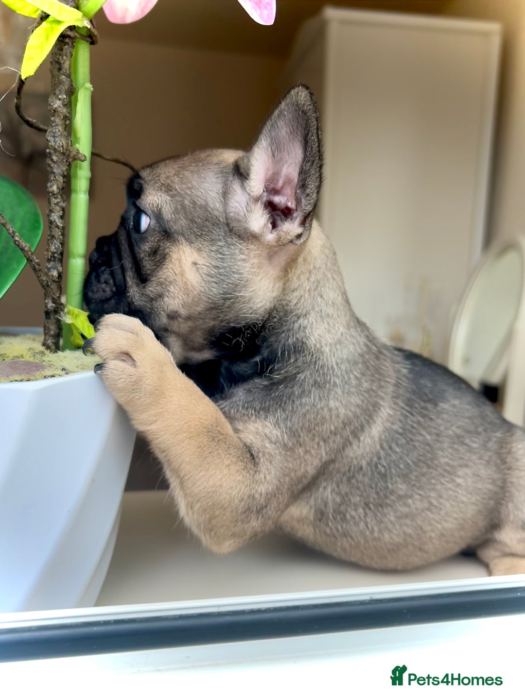French Bulldog dogs for sale: REDUCED Frenchie pup's Home Raised with Love 💘 - Image 3