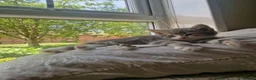Mixed Breed cats for sale: Beautiful female tabby ready for her forever home in Warrington - Advert 9