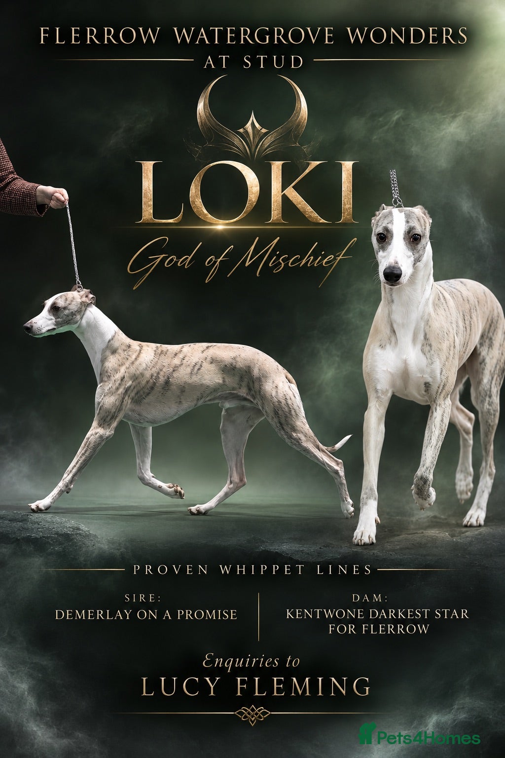 Whippet dogs Proven Quality Whippet For Stud  - Advert 13