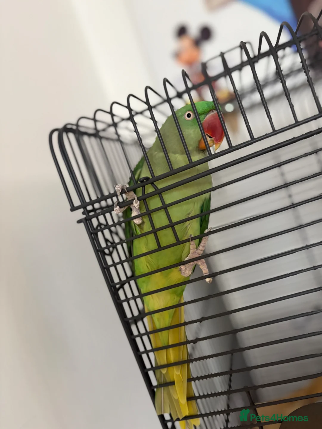 Parrots birds for sale: Female Big Alexander  in Wellingborough - Advert 2