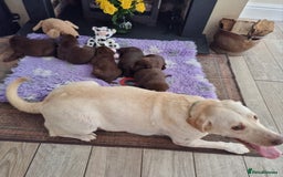 Labrador Retriever dogs for sale: Beautiful Chocolate Labrador Puppies. - Image 14