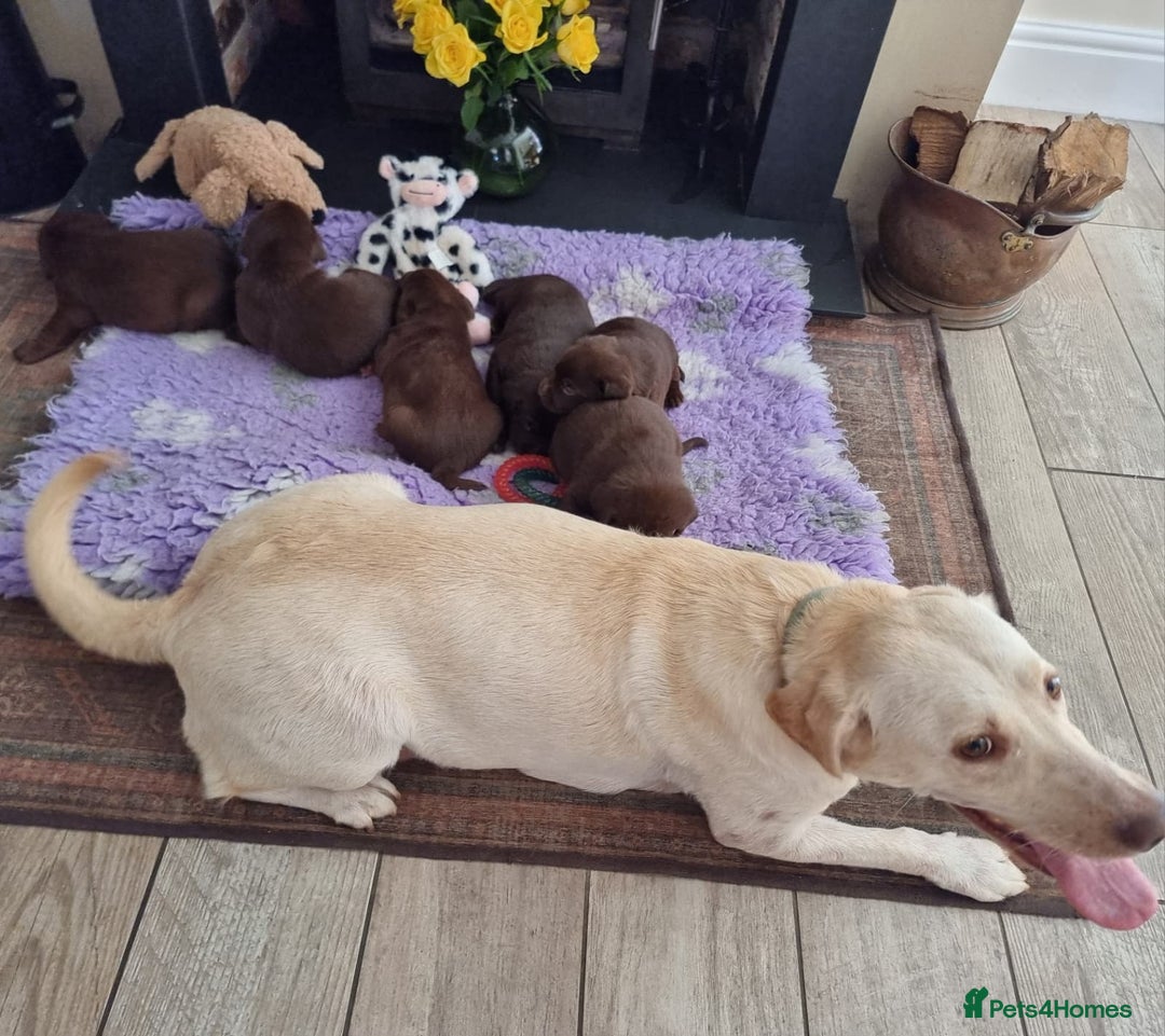 Labrador Retriever dogs for sale: Beautiful Chocolate Labrador Puppies. - Image 14