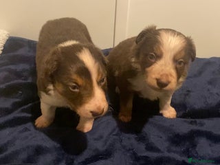 Border Collie dogs 2 Boys Brown Tri BorderCollie Pups: rough coat - Advert 2