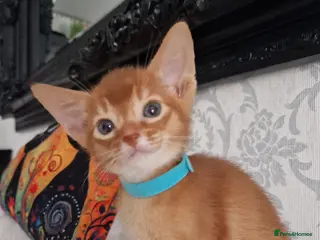 Abyssinian cats Abyssinian Kittens - Advert 2