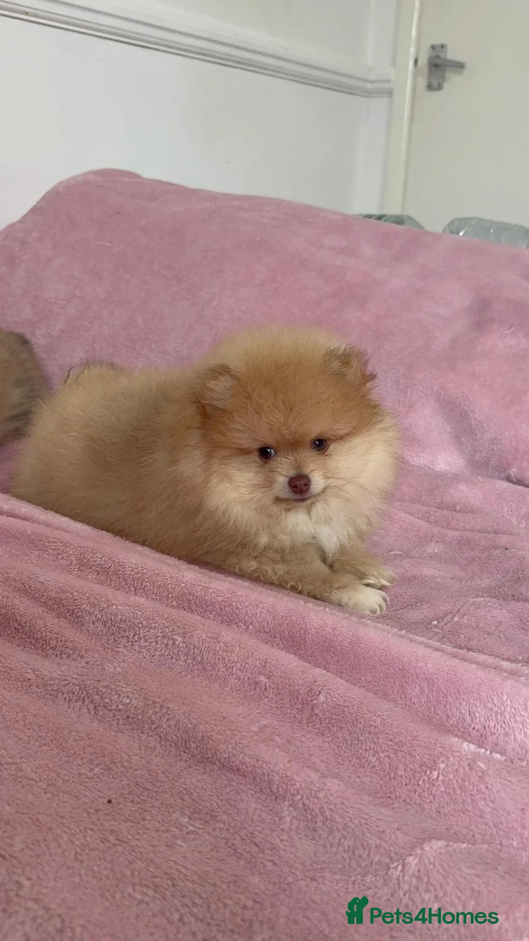 Pomeranian dogs for sale: Ready to go Excellent Pomeranian - Advert 23