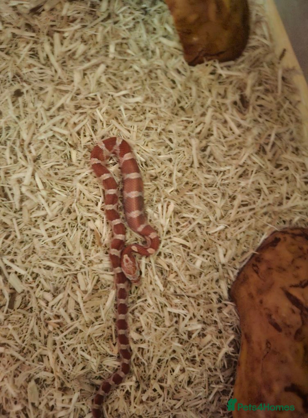 Corn Snake reptiles for sale: Corn snake - Advert 1
