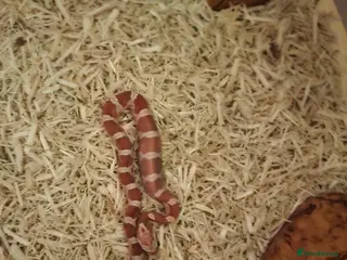 Corn Snake reptiles Corn snake - Advert 8