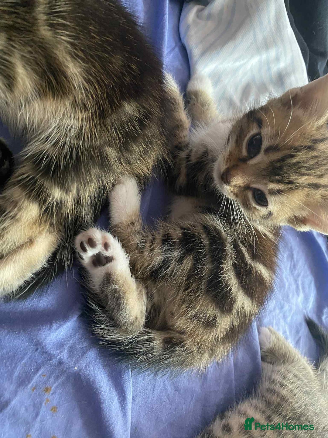 Mixed Breed cats for sale: Adorable kittens  - Image 8
