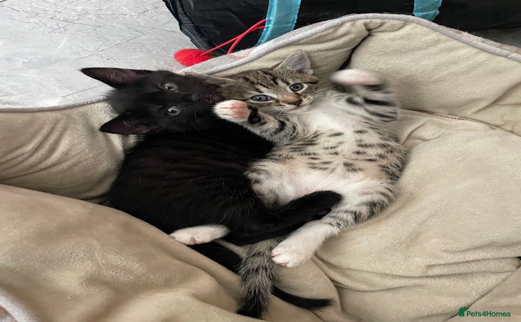 Mixed Breed cats for sale - Advert 1