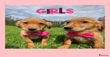 Golden Retriever dogs - Advert 16
