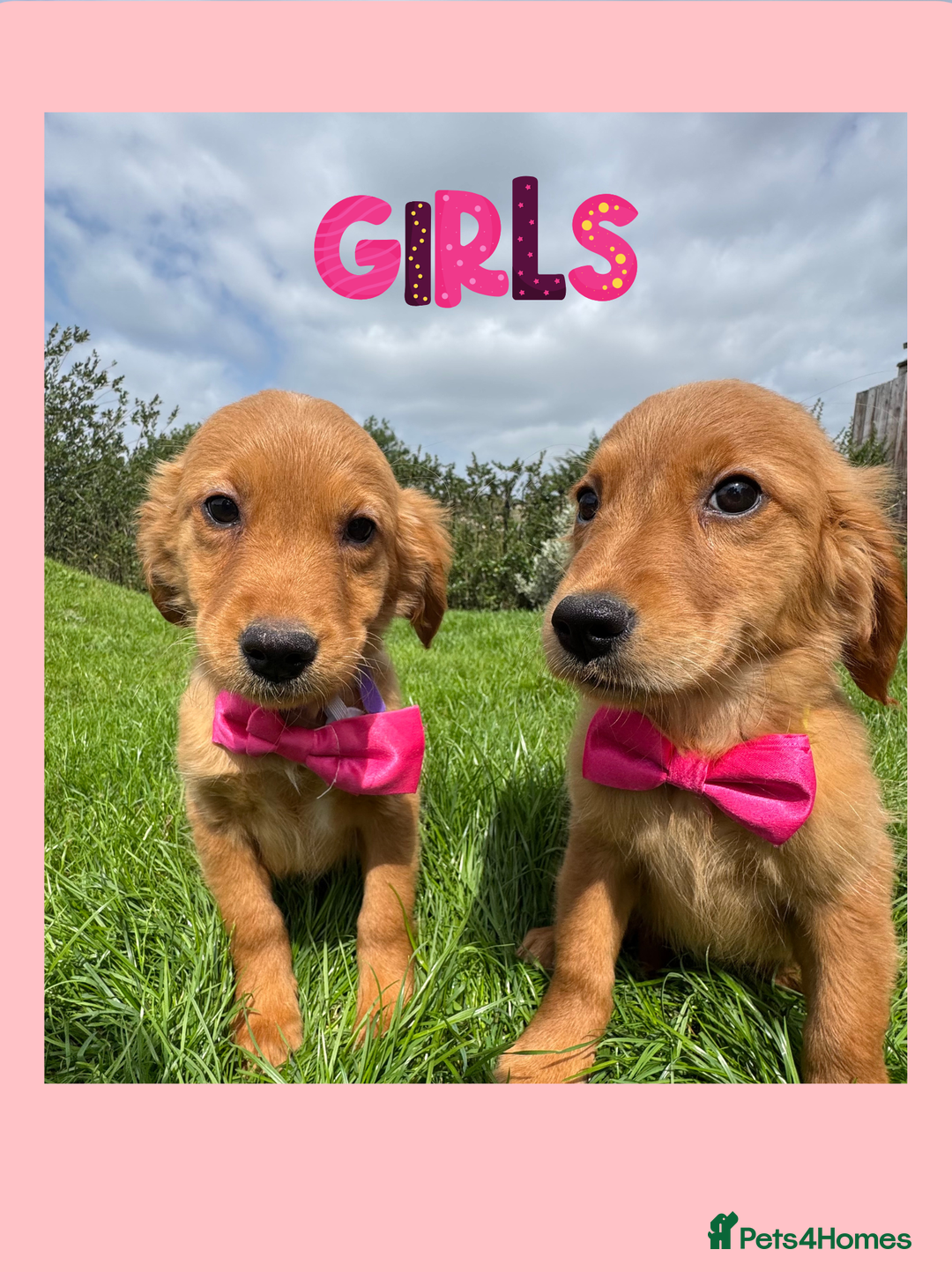 Golden Retriever dogs for sale: KC Dark Red Golden Retrievers 🧬 Clear Parents  - Image 2