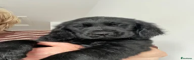Mixed Breed 4