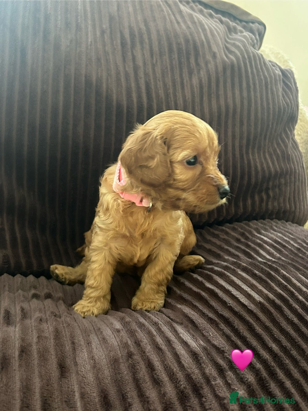 Cavapoo dogs for sale: Toy cavapoo  - Advert 19