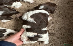 English Springer Spaniel dogs for sale: Springer spaniel puppies for sale  - Image 8