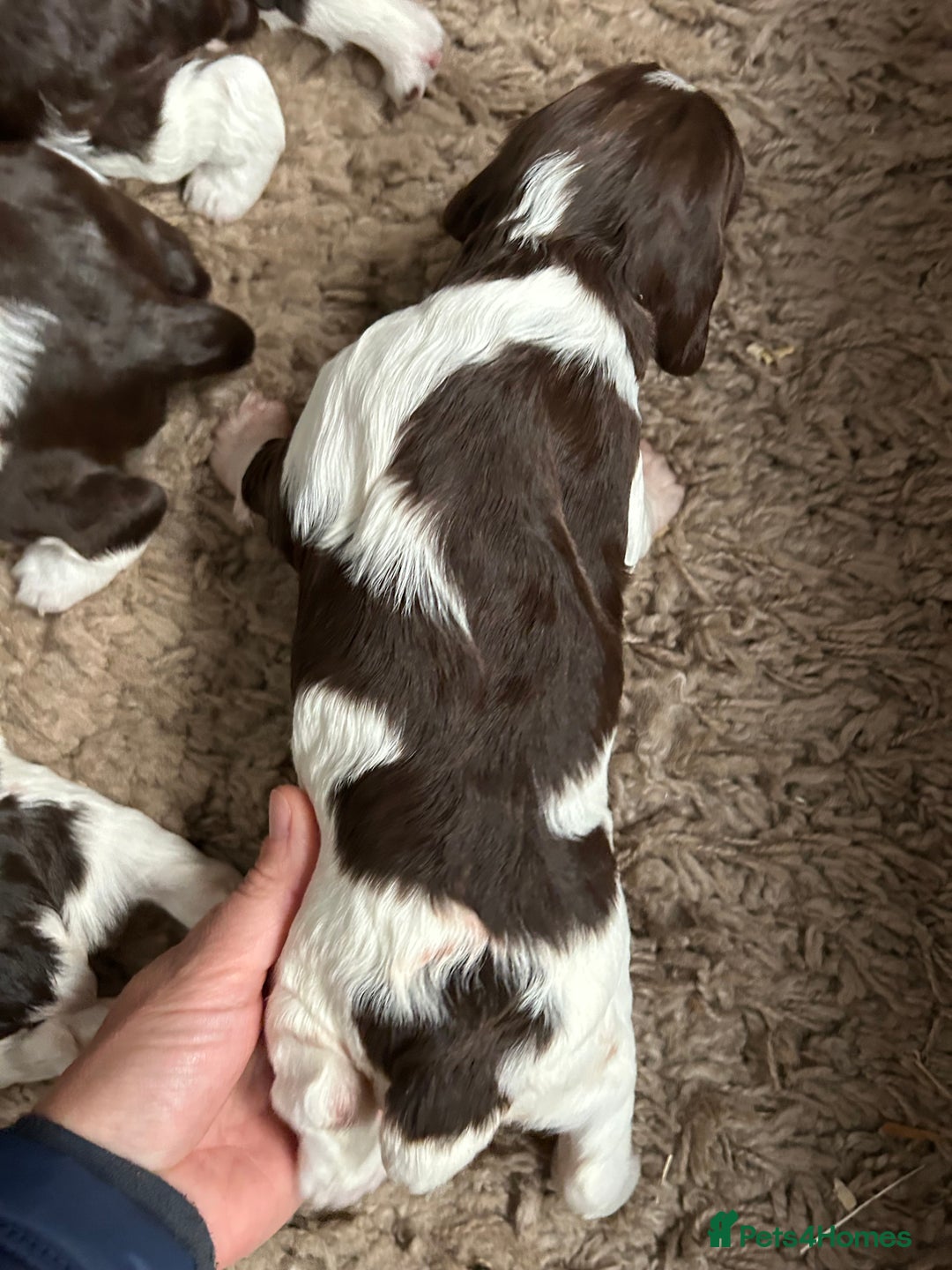 English Springer Spaniel dogs for sale: Springer spaniel puppies for sale  - Image 8