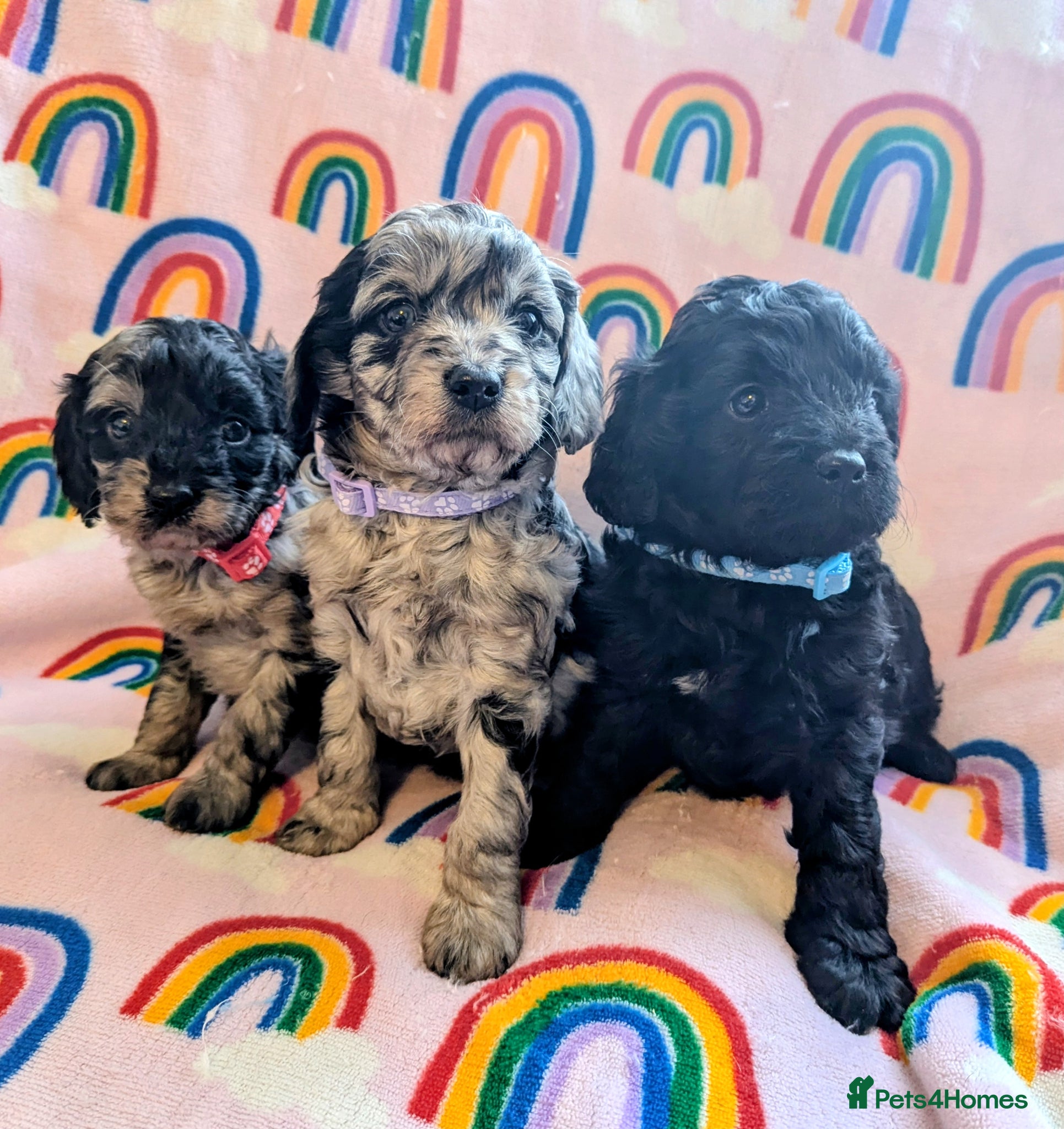 Cavapoo dogs DNA health tested Merle Cavapoos - Advert 5