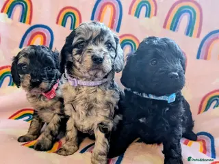 Cavapoo dogs DNA health tested Merle Cavapoos - Advert 5