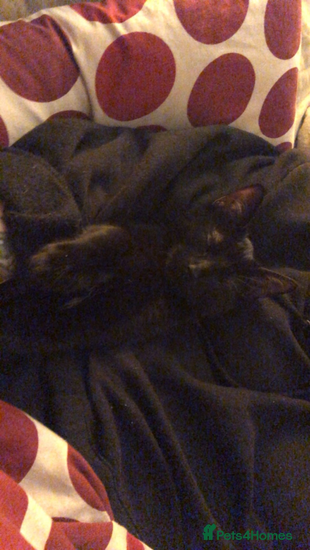 Mixed Breed cats for sale: binx - in need a forever home - Advert 1